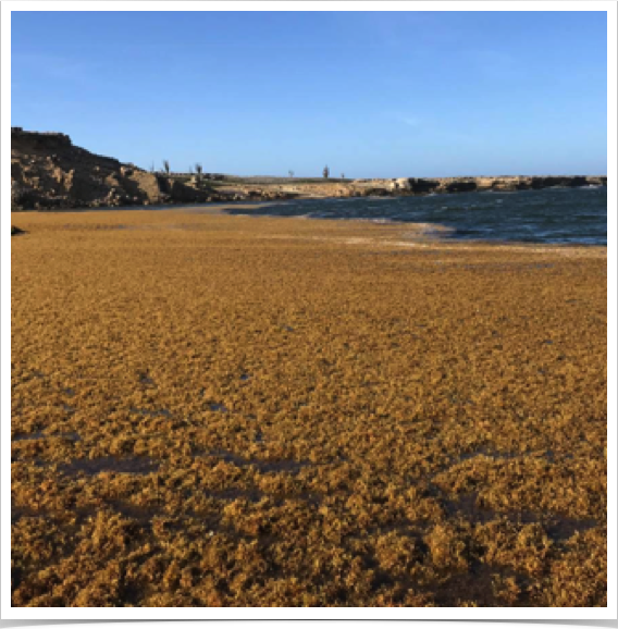Monitoring Sargasso Weed blooms in Southern Caribbean - and impacts on tropical marine ecosystems.  